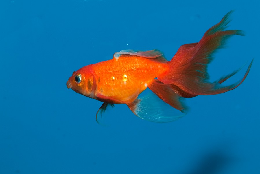 Red Goldfish (Carassius auratus) in Blue Water